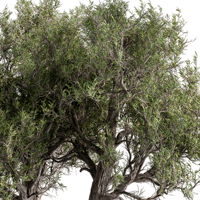Tree Olive - Set 195 — Ver 2