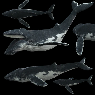 Горбатый кит (Humpback whale) — Вид 3