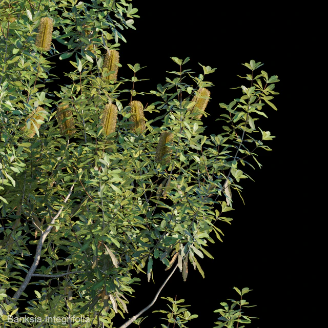 Banksia Integrifolia — Скачать
