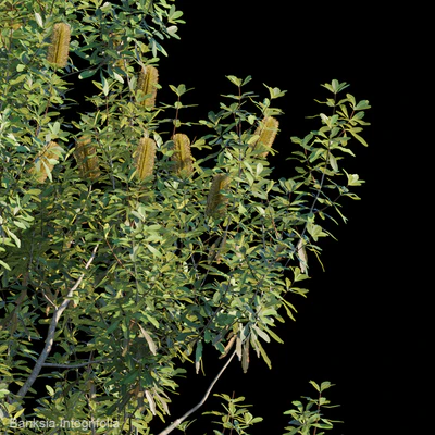Banksia Integrifolia — Вид 3