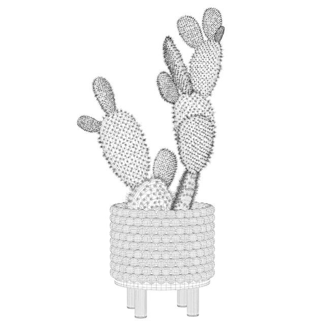 Plants collection 038 - Opuntia microdasys 03 — Descargar