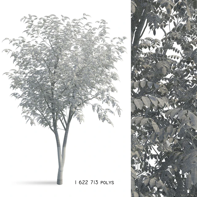 Rowan (Sorbus aucuparia) — Descargar