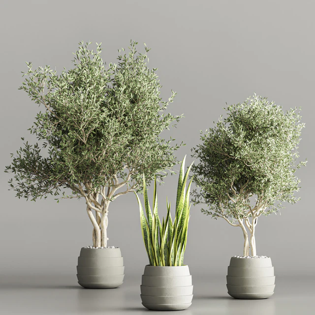 Cactus & plant vol 02 — Descargar