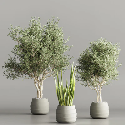 Cactus & plant vol 02 — Ver 4