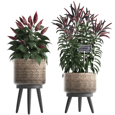 Plant Collection 424. Kitchen garden, basket, rattan, herbs, pepper, chili, vegetables, eco design, kitchen garden, nature decor — Ver 1