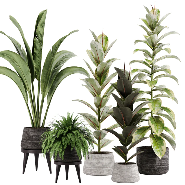 indoor plant Set 12 — Скачать