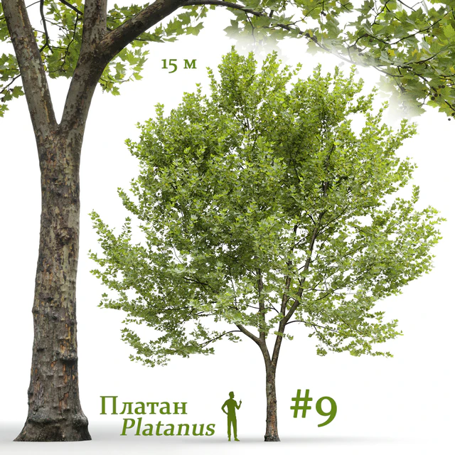 Платан / Sycamore / Platanus #9 — Скачать
