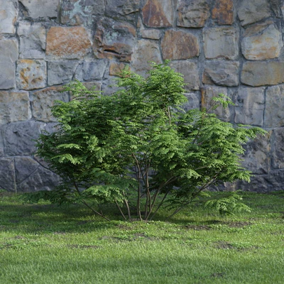 plants and bushes 012 — Descargar