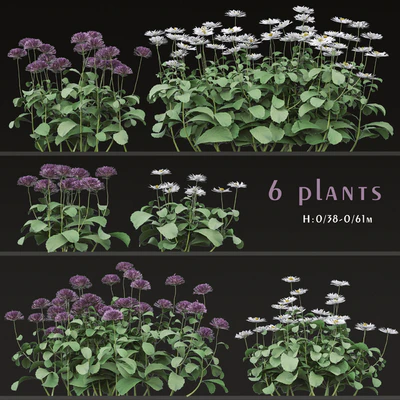Set of Bellis perennis Flowering Plants (Common daisy) (6 Plants) — Ver 1