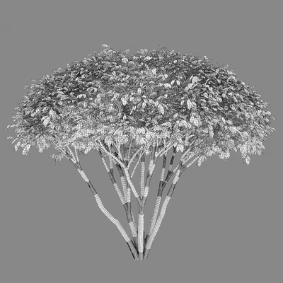 Euonymus — Вид 2