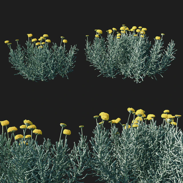 Santolina chamaecyparissus 02 — Descargar