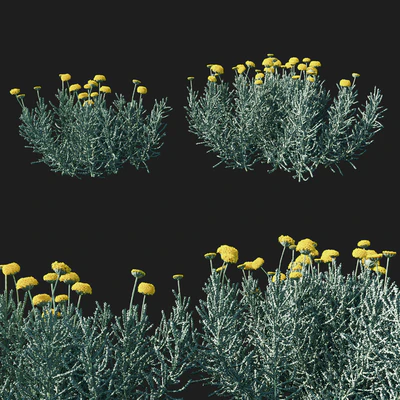 Santolina chamaecyparissus 02 — Descargar