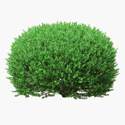 Large round boxwood bushes — Ver 3