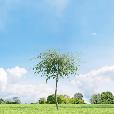 023 v3 — Descargar