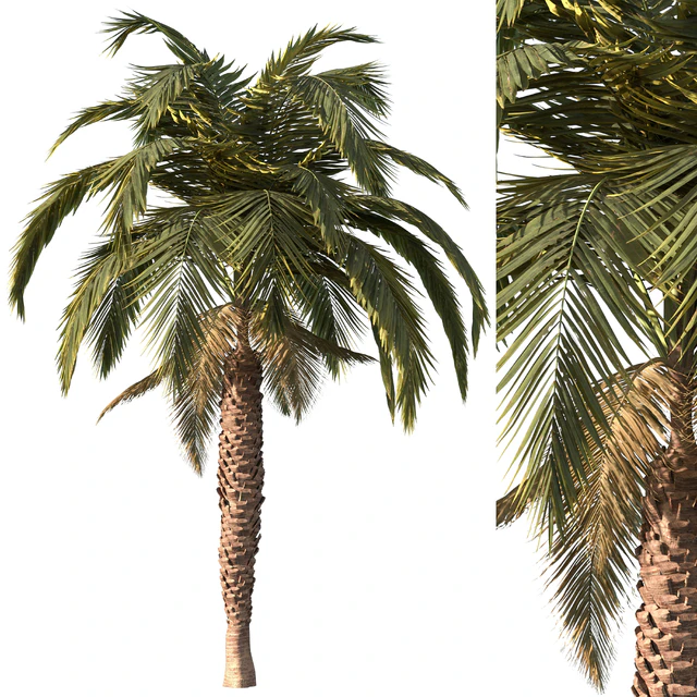Palm tree vol1 — Descargar