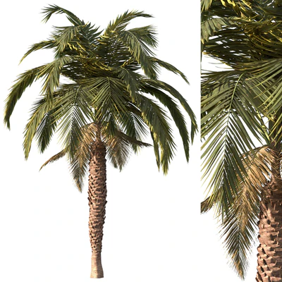 Palm tree vol1 — Ver 1