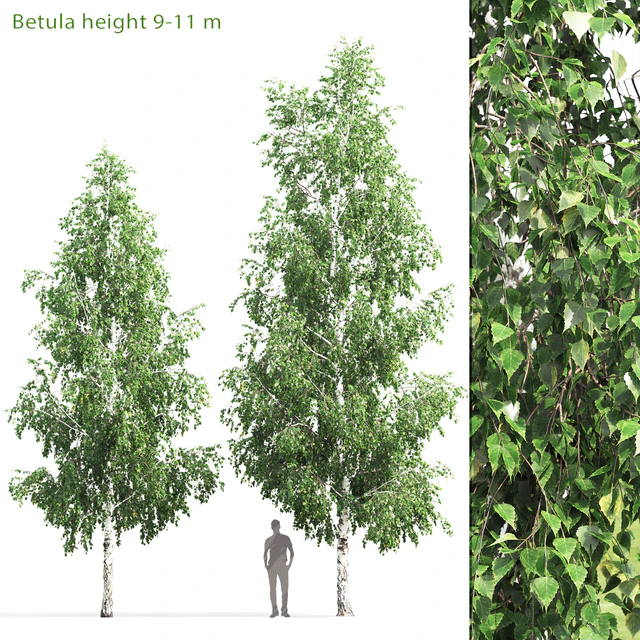 Birch — Скачать