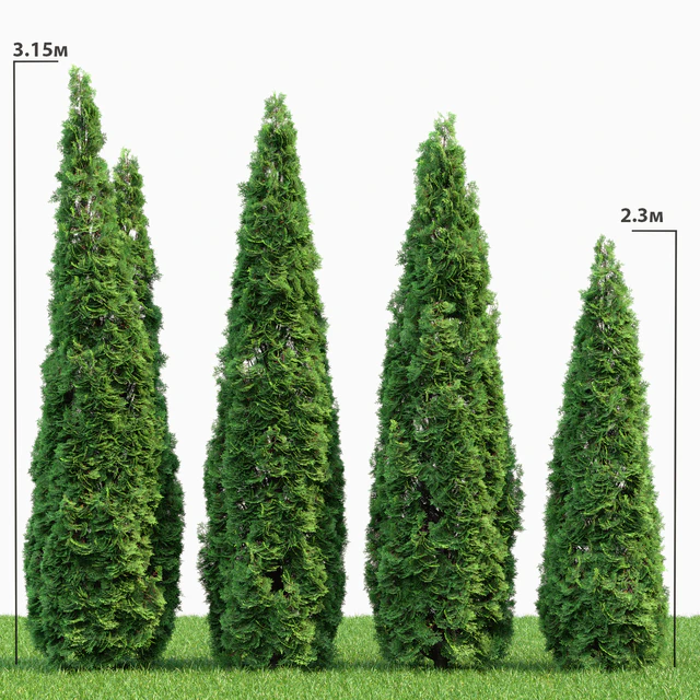 Thuja — Скачать
