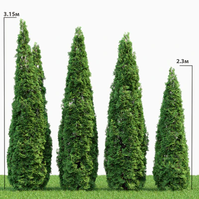 Thuja — Вид 1