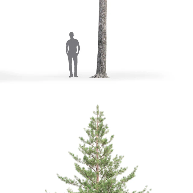 Pine — Скачать