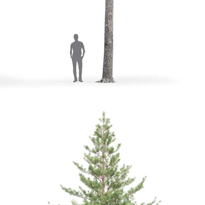 Pine — Вид 2