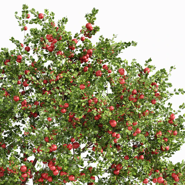 fruit trees Orange and apple — Скачать