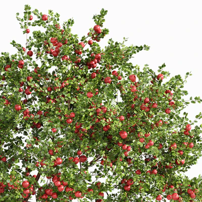 fruit trees Orange and apple — Вид 3
