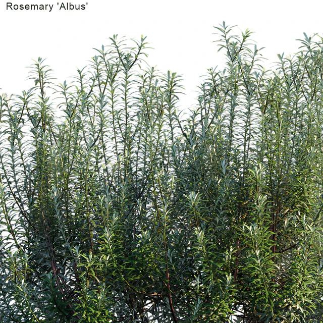 Rosemary albus — Descargar