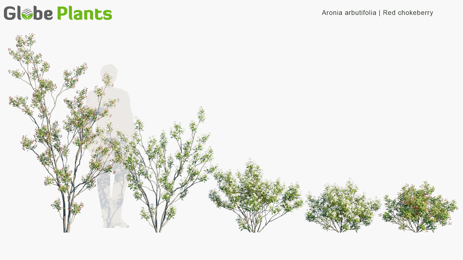 aronia arbutifolia — Скачать