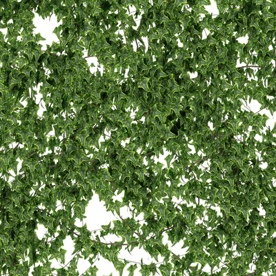 Wall of ivy leaves — View 2