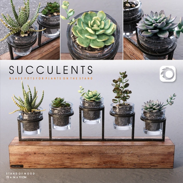 Succulents set — Скачать