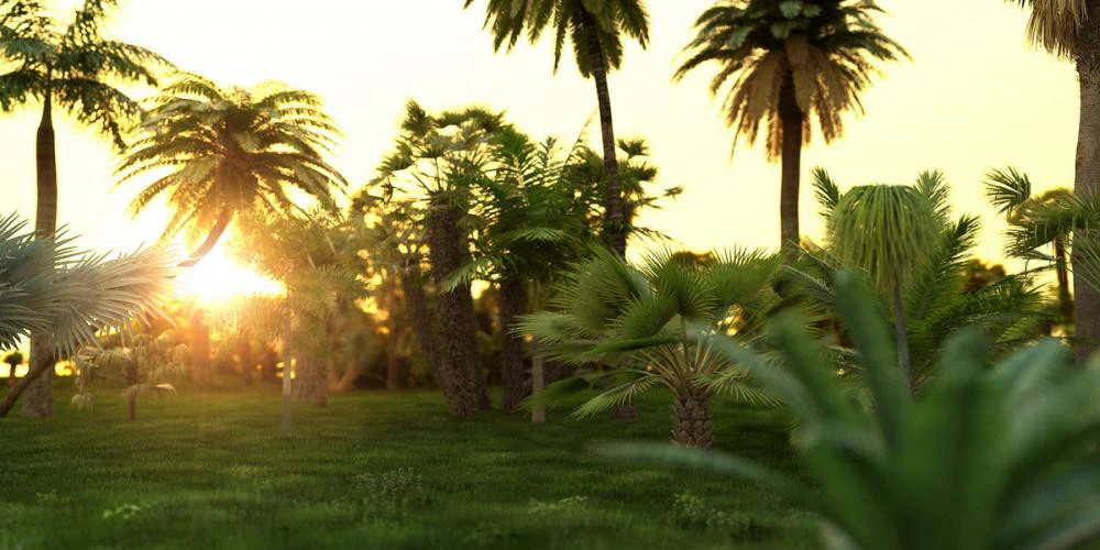 itrees palms vol 001 — Descargar