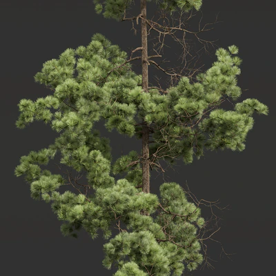 Pinus Palustris and Sphaeropteris Lepifera — Ver 3