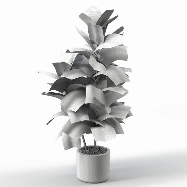 Rubber Tree 004 — Скачать
