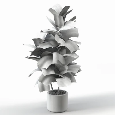 Rubber Tree 004 — Вид 2