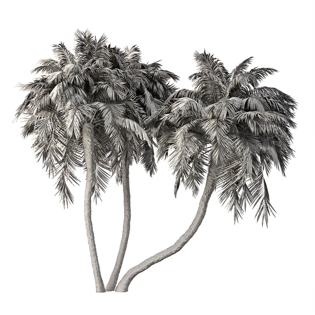 Palm Tree No.36 — Descargar