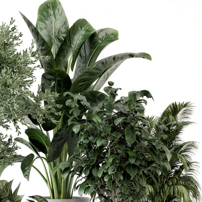 Indoor Plants  in rusty Concrete Pot - Set 584 — Вид 4