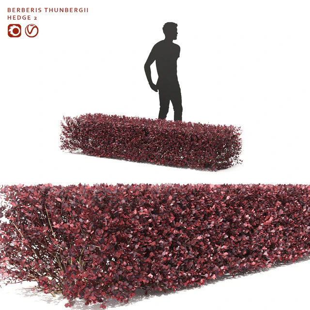 Thunberg Barberry Hedgerow | Berberis thunbergii hedge 2 — Descargar