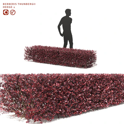 Thunberg Barberry Hedgerow | Berberis thunbergii hedge 2 — Ver 1