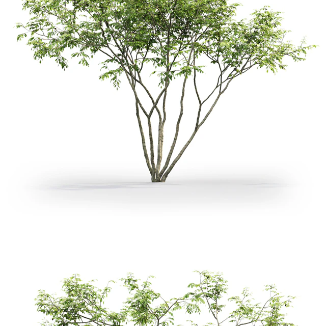 Amelanchier — Descargar