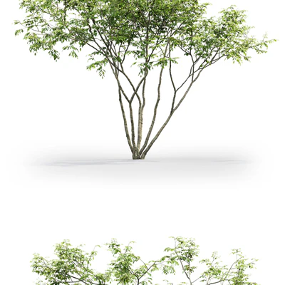 Amelanchier — Ver 2