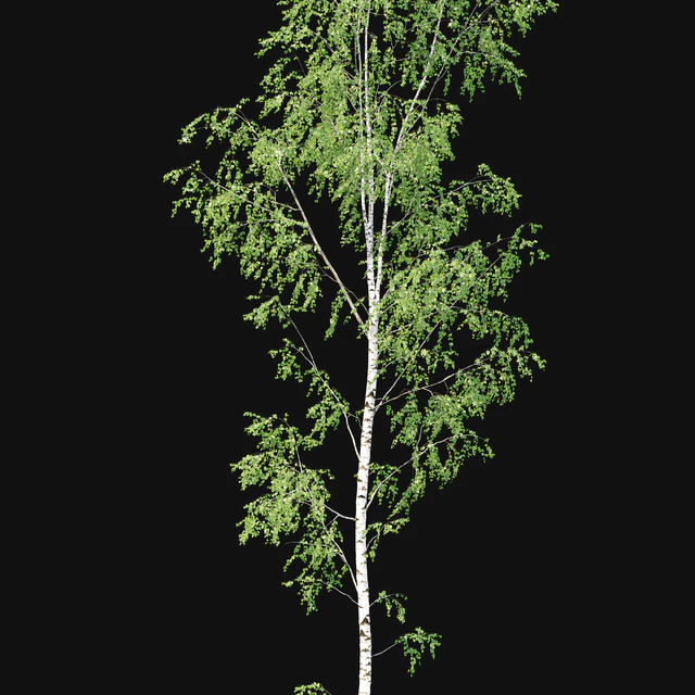 Birch — Скачать