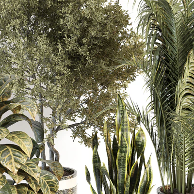 indoor plant 02 — Вид 3