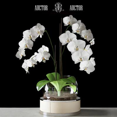 Orchid ART Auctor — Ver 1
