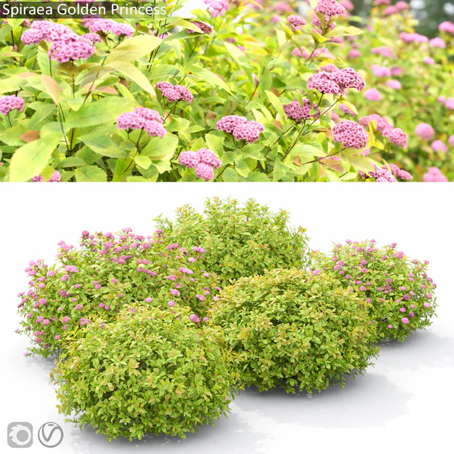 Spiraea Golden Princess — Скачать