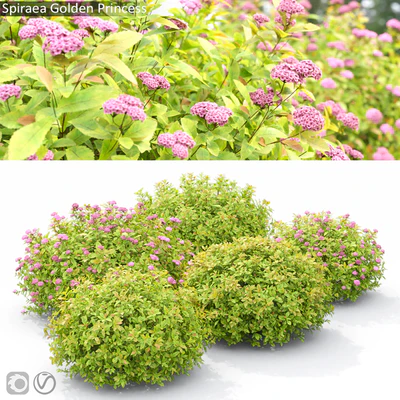 Spiraea Golden Princess — Вид 1