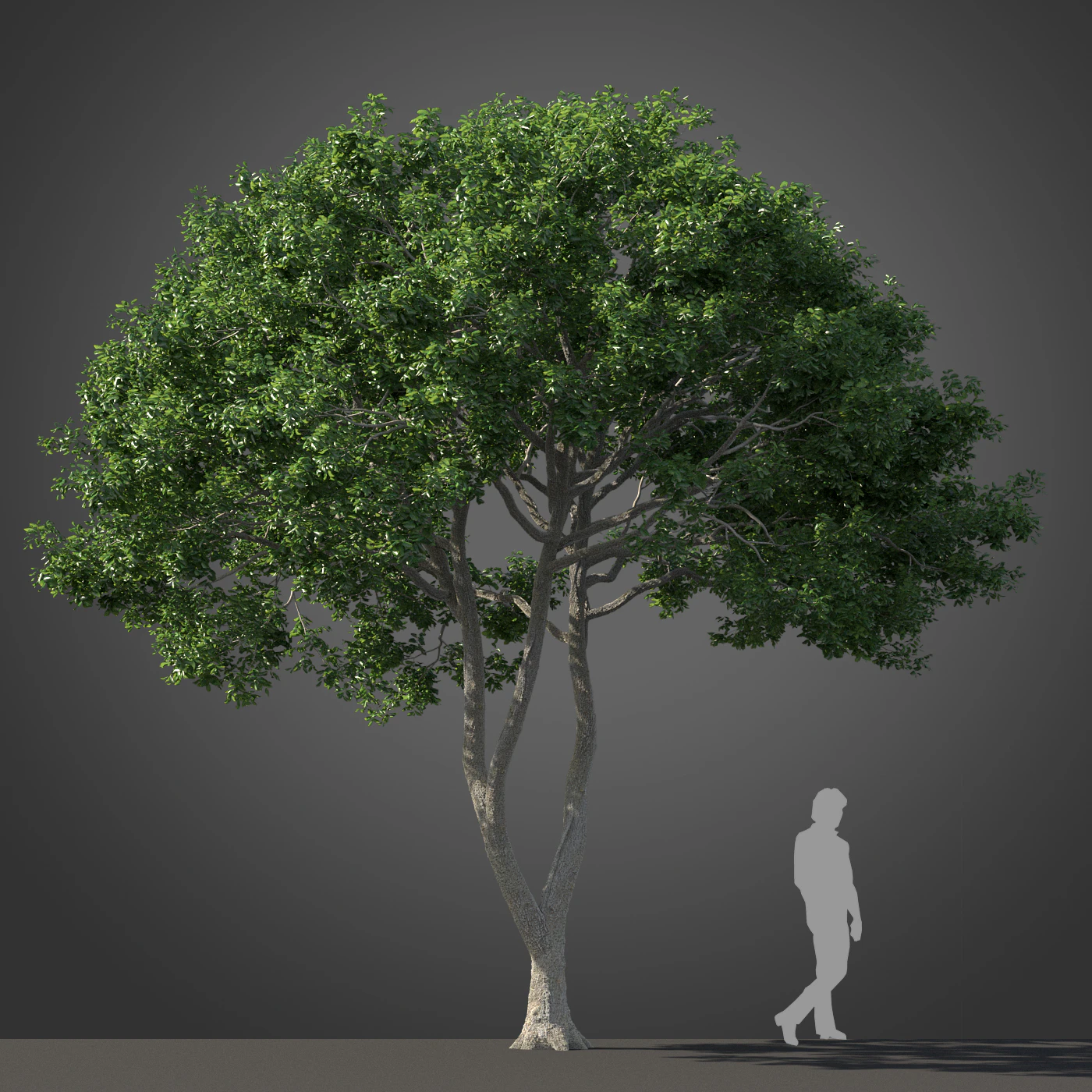 subtropical trees 029 — Descargar