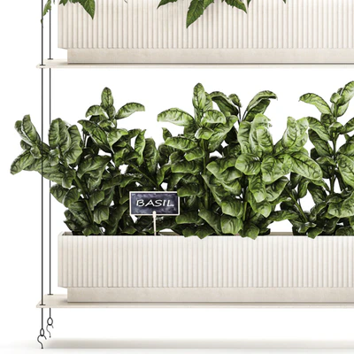 Plant collection 1411 — View 6