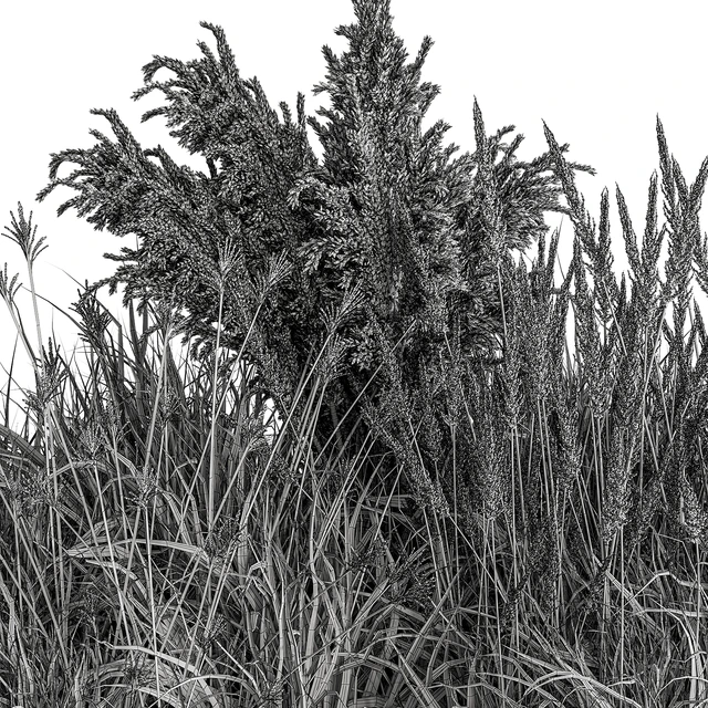 Pampas Plant Bush Set 96 — Скачать