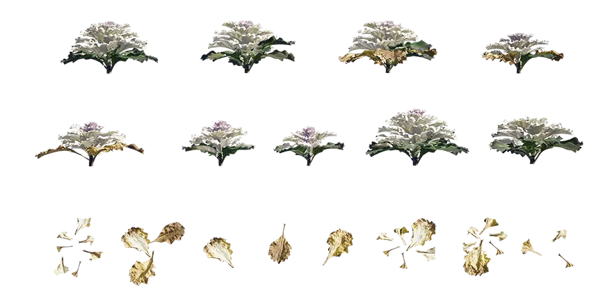 white ornamental kale 001 — Descargar